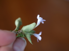 Ruellia costaricensis