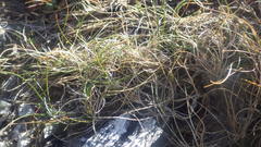 Puccinellia maritima