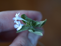 Ruellia costaricensis