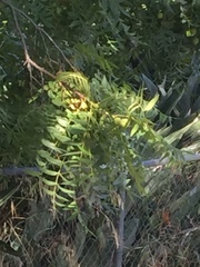 Juglans californica