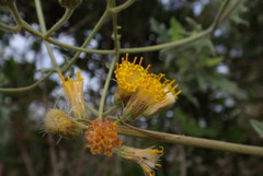 Bebbia atriplicifolia