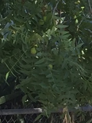 Juglans californica