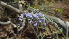 Polygala magdalenae