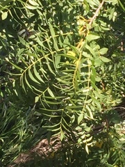 Juglans californica
