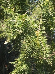 Juglans californica