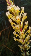 Hebenstretia integrifolia