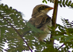 Lanius corvinus