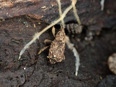 Styphlotelus fascicularis