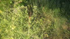 Raphanus raphanistrum landra