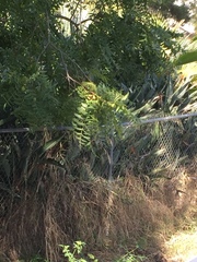 Juglans californica