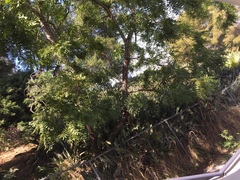 Juglans californica