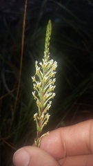 Hebenstretia integrifolia