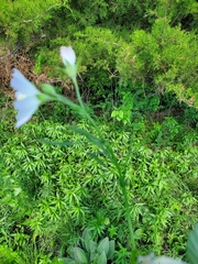 Callirhoe alcaeoides