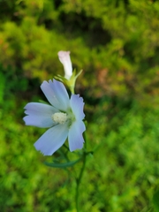 Callirhoe alcaeoides