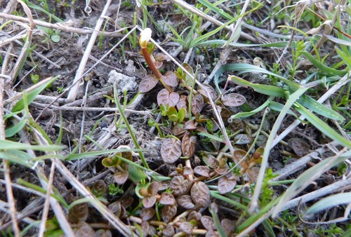 NZ small willowherb (Epilobium angustum)