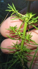 Hebenstretia integrifolia