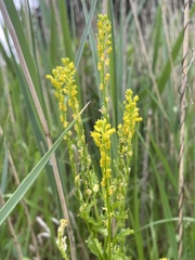 Barbarea stricta