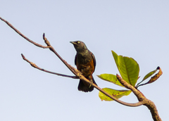 Lamprotornis pulcher