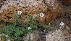 Drymaria debilis