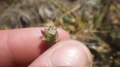 Silene gallica gallica