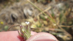 Silene gallica gallica