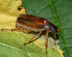 Dichelonyx subvittata