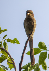 Lanius corvinus