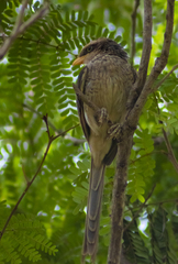 Lanius corvinus