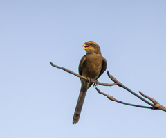 Lanius corvinus
