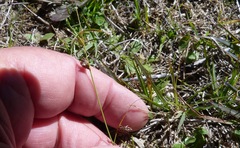 Carex colensoi