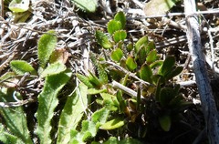Coprosma atropurpurea