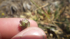 Silene gallica gallica