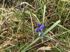 Pedicularis sylvatica
