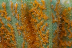 Trachyspora intrusa