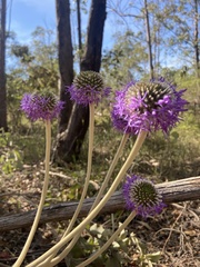 Chresta sphaerocephala