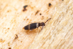 Entomobrya clitellaria