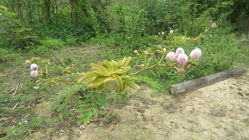 Mimosa pigra (Mimosa pigra)