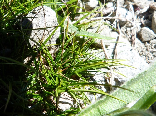 Image of Carex resectans by (c) Colin Meurk, some rights reserved (CC BY-SA)