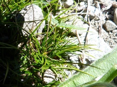Carex resectans