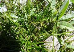 Carex resectans