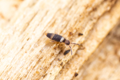 Entomobrya clitellaria