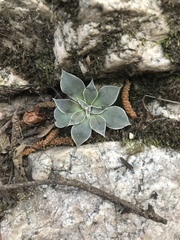 Dudleya cymosa