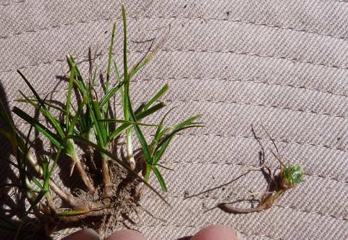 Image of Carex resectans by (c) Colin Meurk, some rights reserved (CC BY-SA)