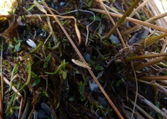Lobelia perpusilla