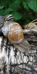 Cepaea hortensis