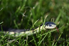 Thamnophis sirtalis semifasciatus