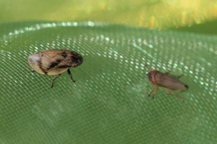 Lepyronia coleoptrata