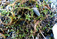 Lobelia perpusilla