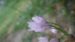 Allium roseum roseum
