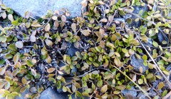 Lobelia perpusilla